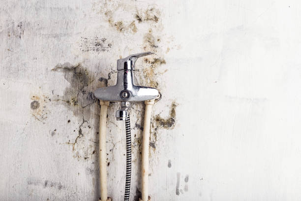 Best Same-Day Mold Removal  in Crandon Lakes, NJ