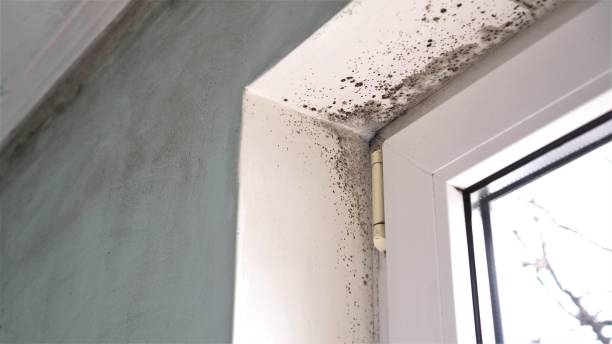 Best Fast Mold Removal  in Crandon Lakes, NJ