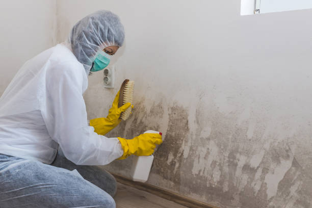 Best Certified Mold Removal  in Crandon Lakes, NJ