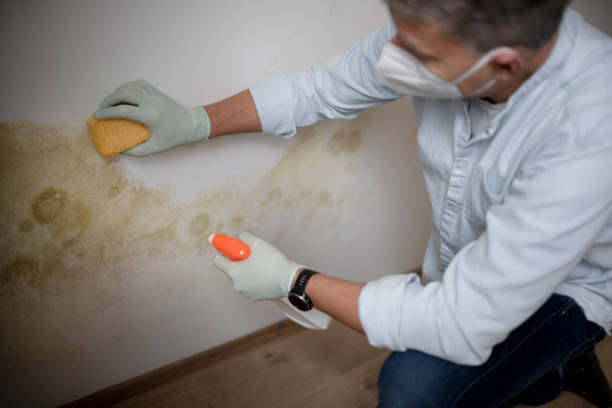 Best Certified Mold Removal  in Crandon Lakes, NJ