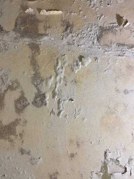 Best Local Mold Removal Service  in Crandon Lakes, NJ