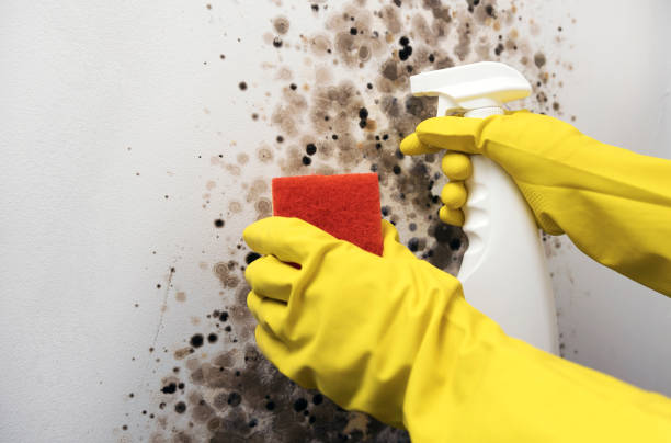 Best Commercial Mold Removal  in Crandon Lakes, NJ