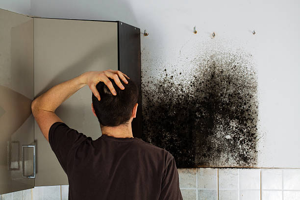 Best Black Mold Removal  in Crandon Lakes, NJ
