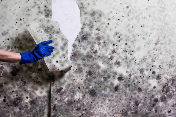 Best Water Damage Restoration  in Crandon Lakes, NJ