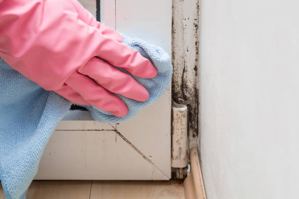 Best Crawl Space Mold Removal  in Crandon Lakes, NJ