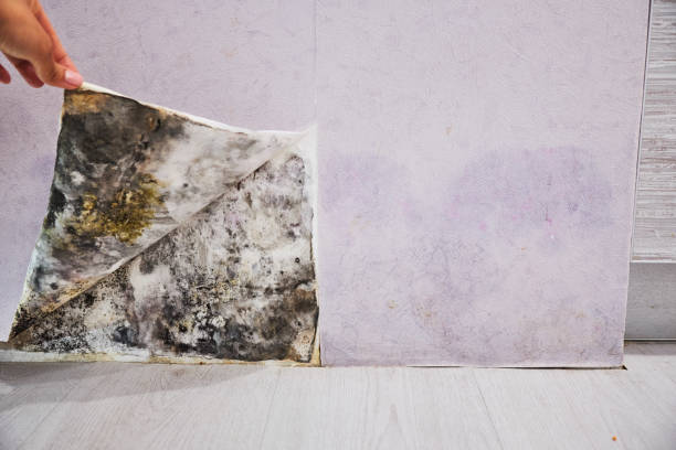  Crandon Lakes, NJ Mold Removal Pros